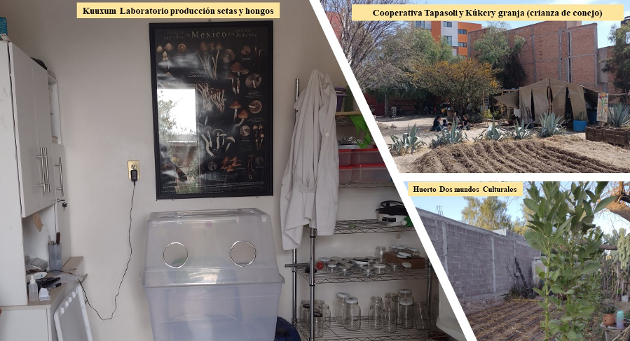 Experiencias agroecológicas urbanas y periurbanas del grupo de profesionistas agroecológicos