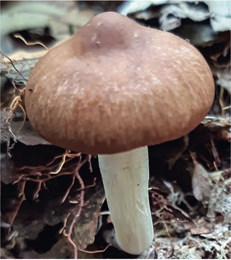 Hongo Rhodocollybia